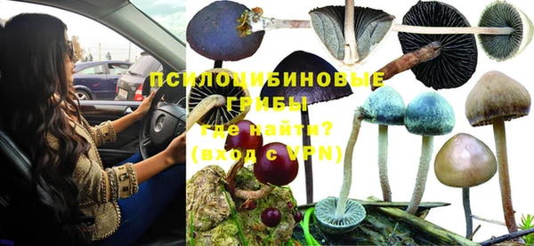 прущие грибы Абдулино